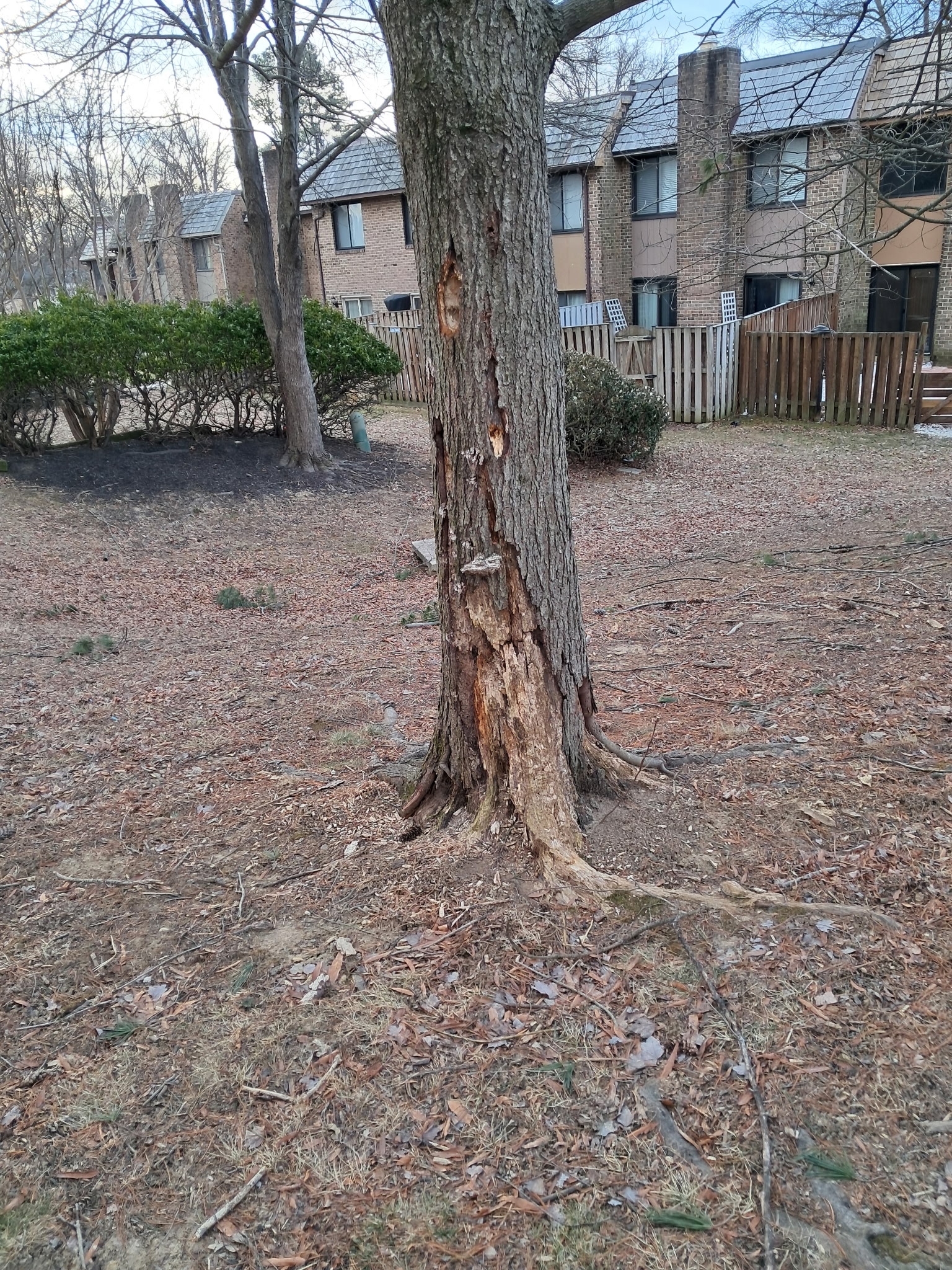 CA job before