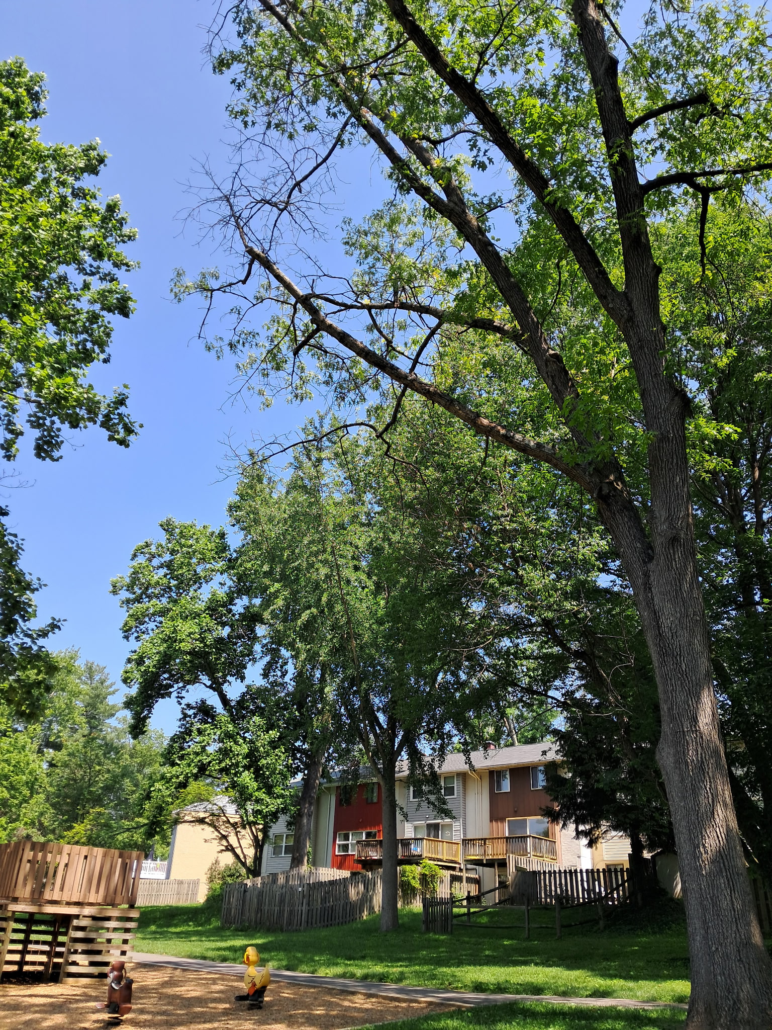 CA oak tree- BEFORE